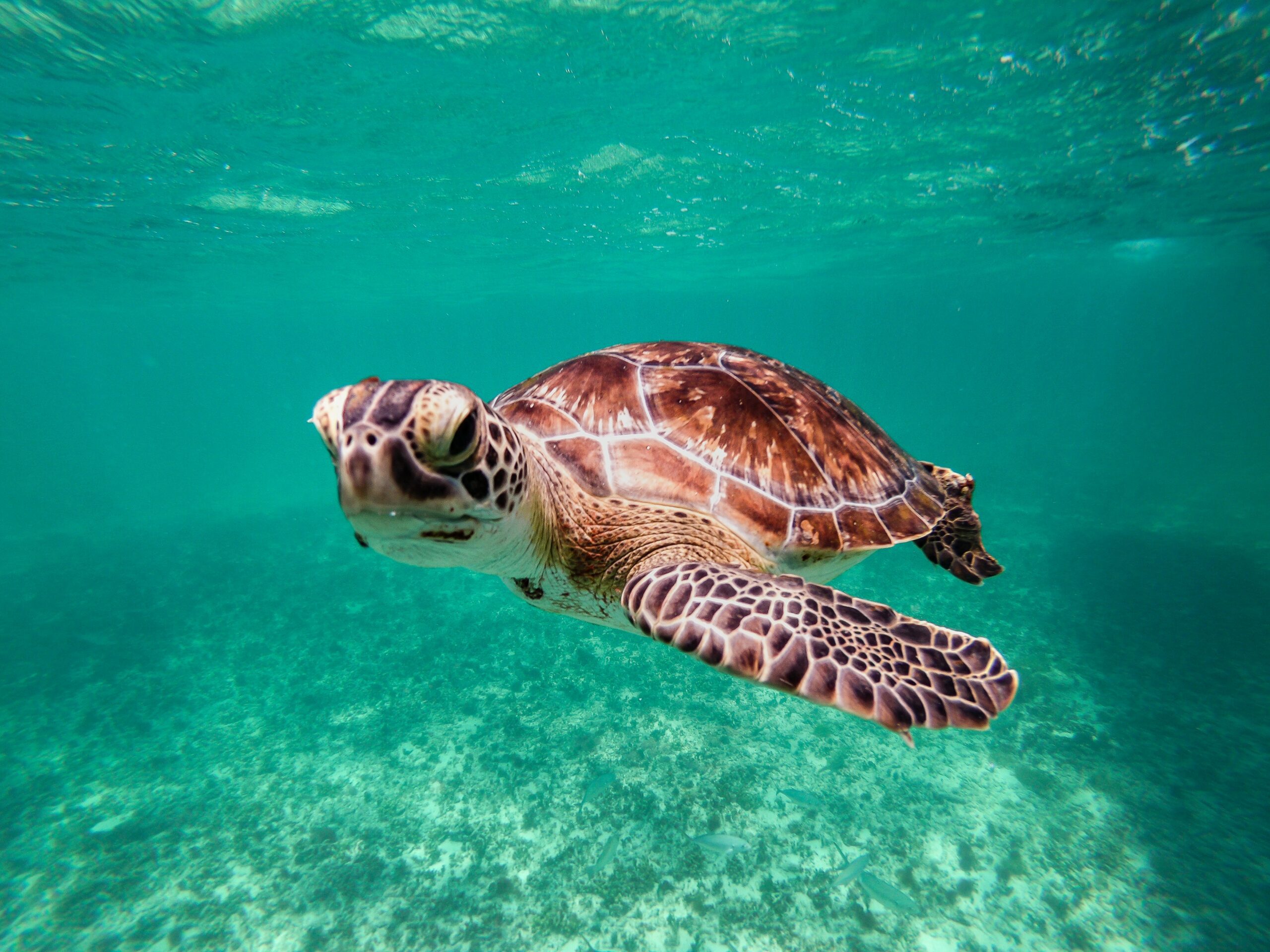 Turtle swimming under the ocean.